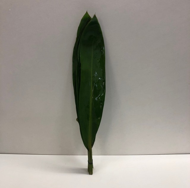 Leaf cordyline green tie.jpg